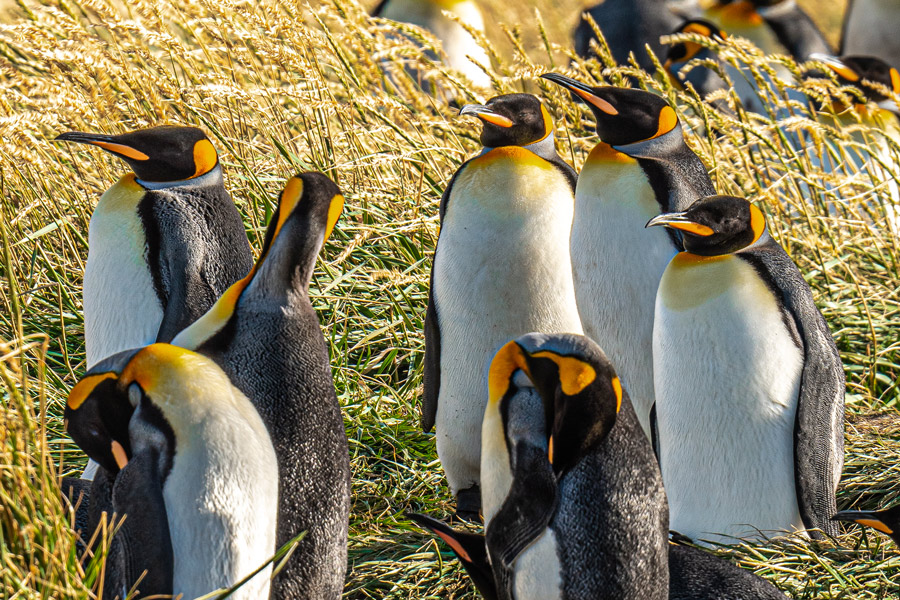 Tierra del Fuego y Pingüino Rey