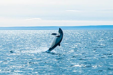 Observación de Delfines