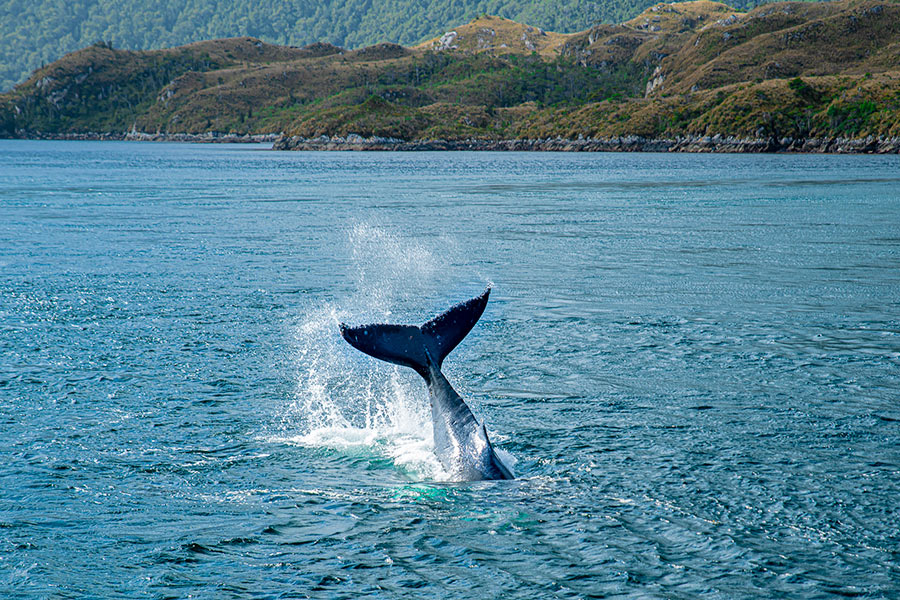 Whales, Penguins and Glaciers