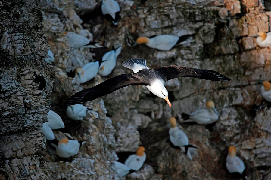 Whales, Penguins and Glaciers