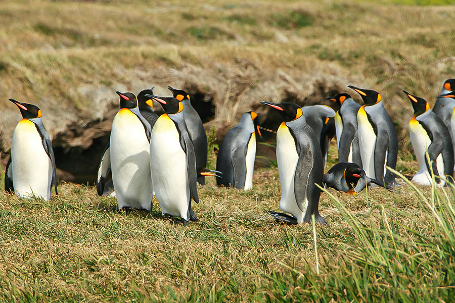 Programa Punta Arenas 3 días